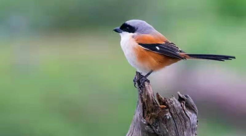 Bird watching Hainan